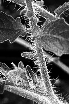 Buttercream Tomato (2022)